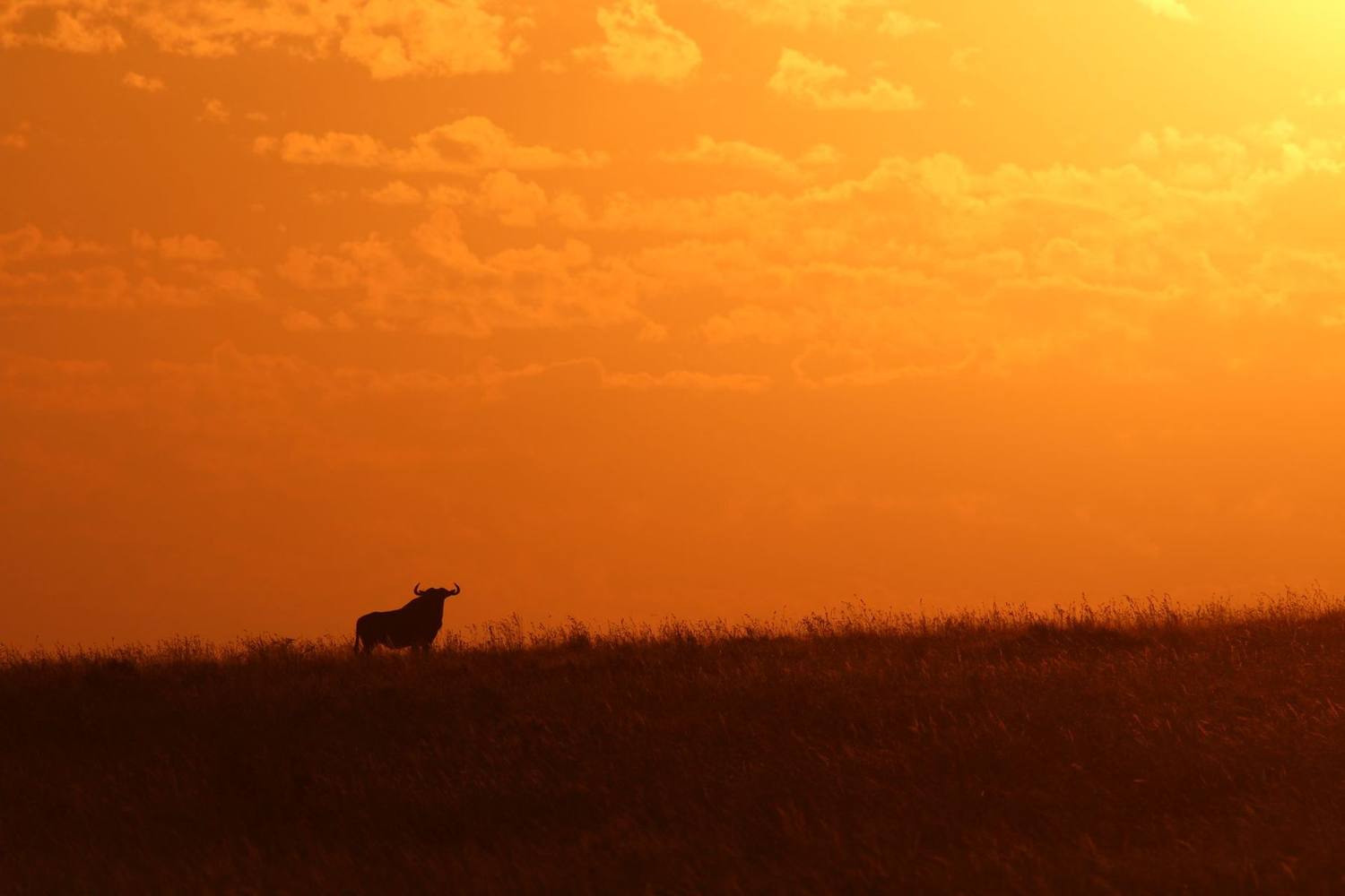 DSO hunt photo