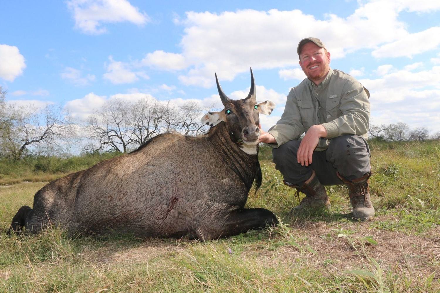 South Texas nilgai taken with Double Shot Outfitters