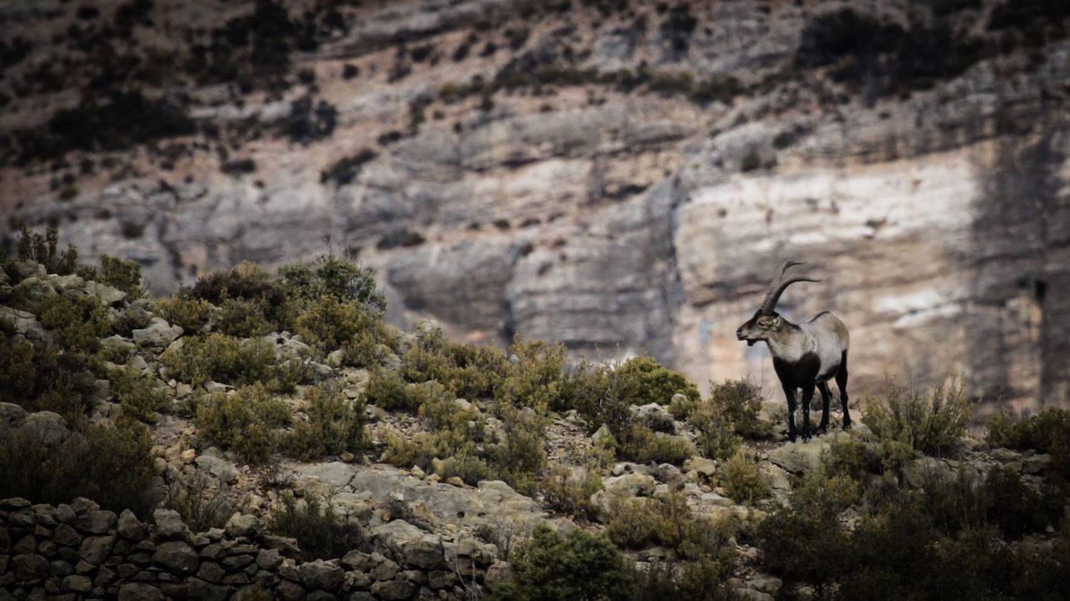 DSO hunt photo