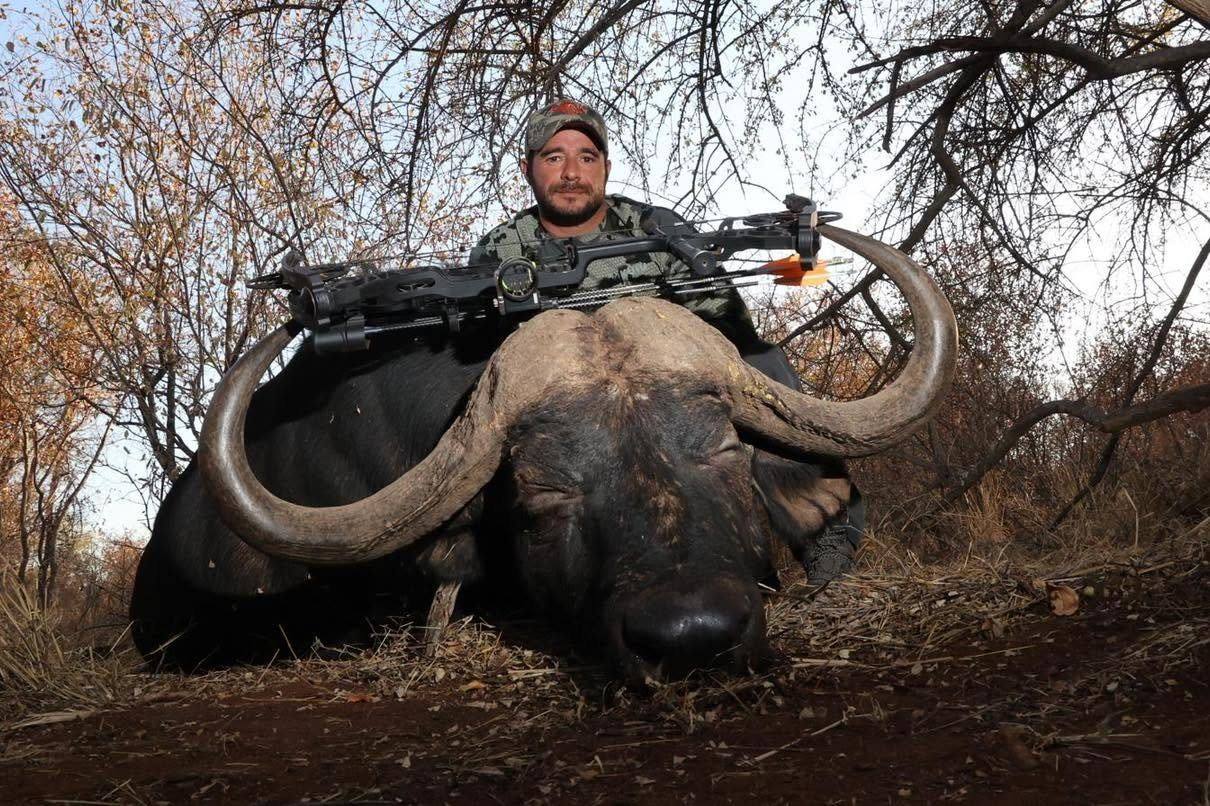 Cape buffalo, Africa