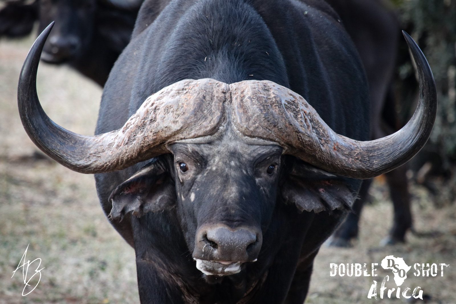 African safari trophy taken with Double Shot Outfitters