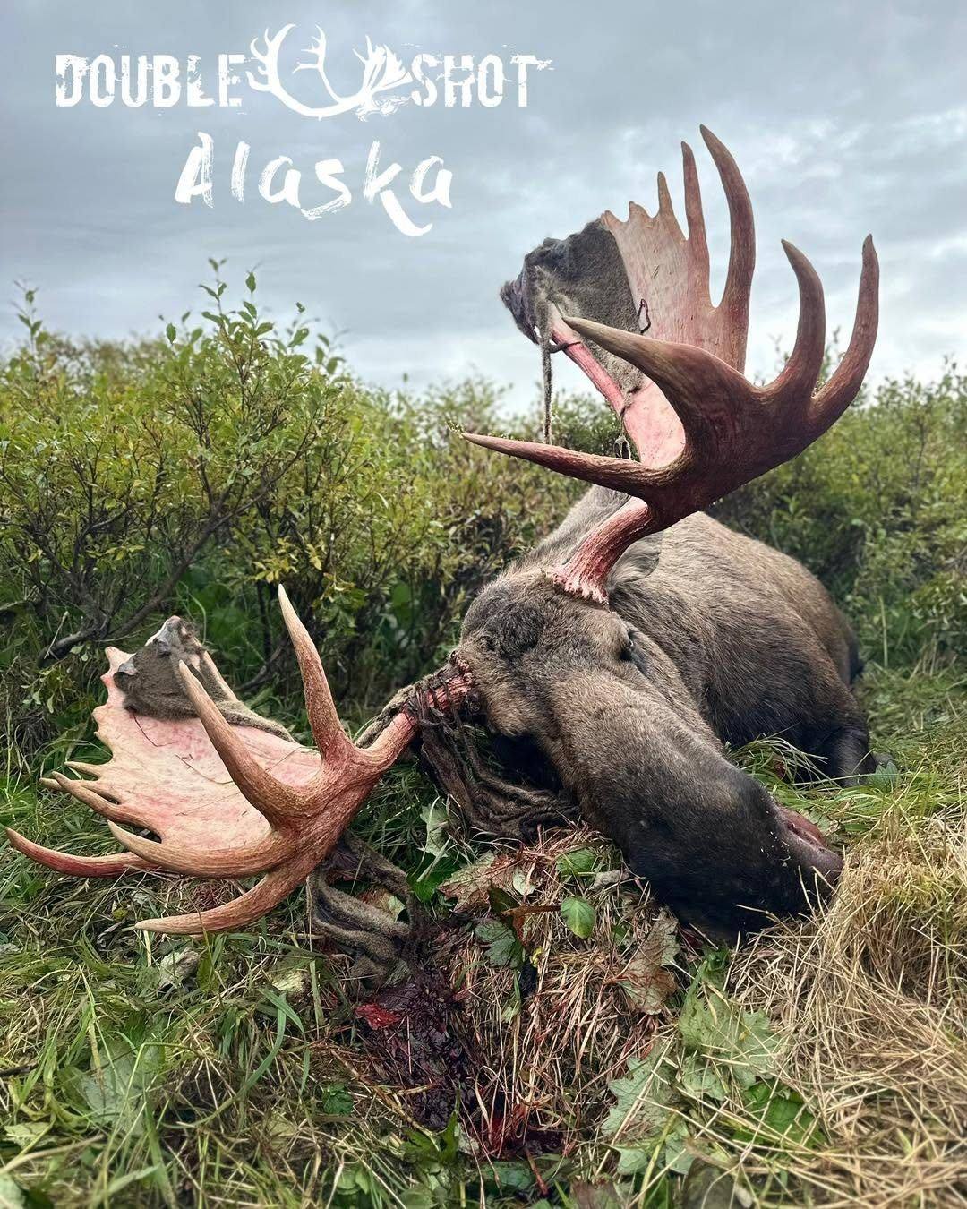 Alaska bull moose