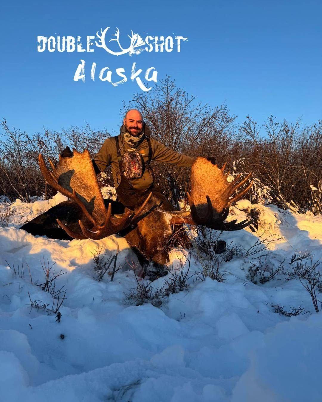 Alaska bull moose in the snow