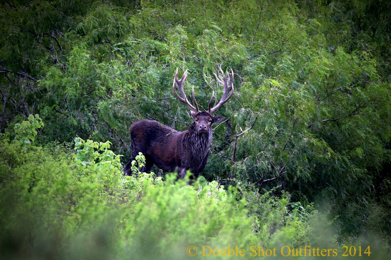 Texas exotic taken with Double Shot Outfitters