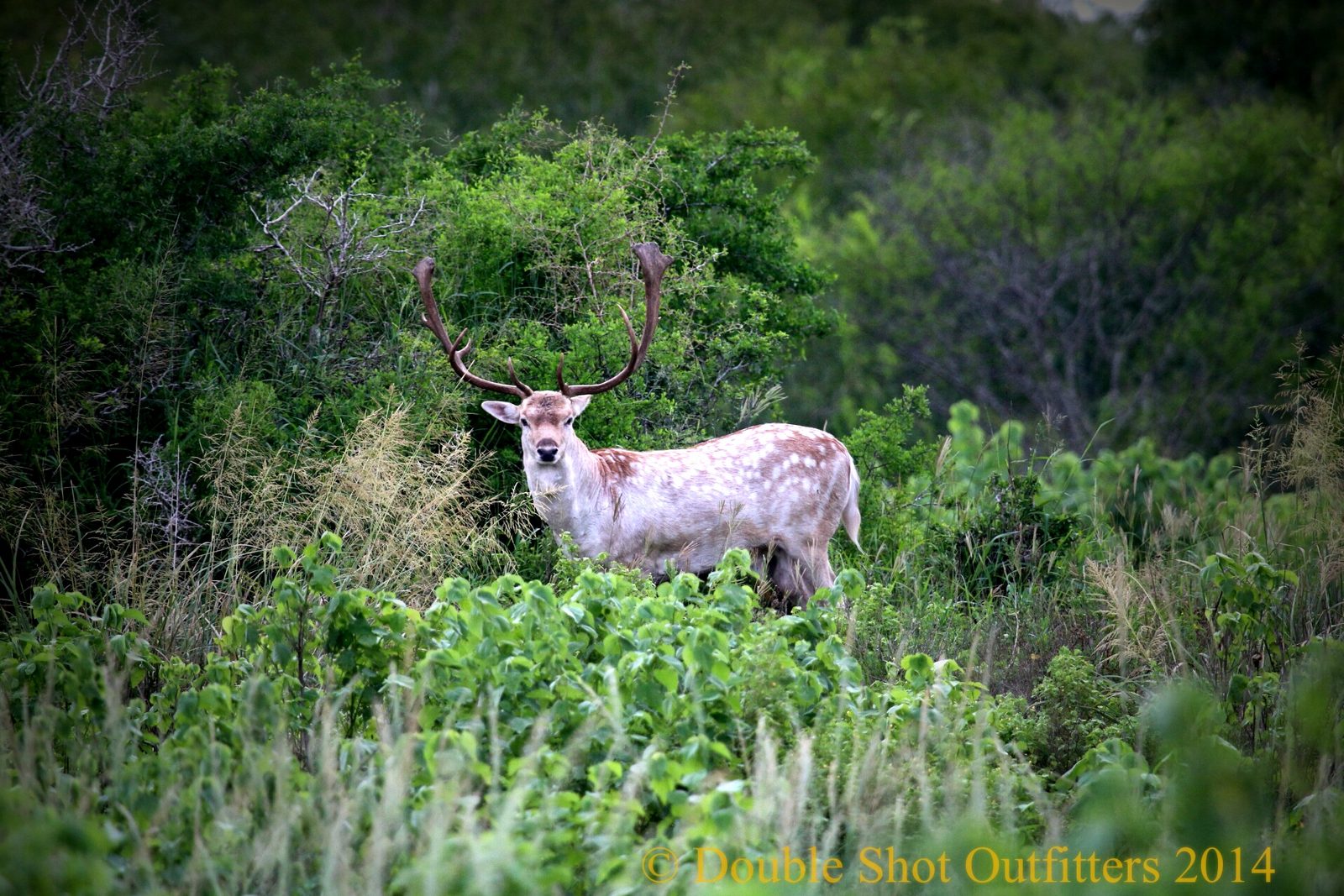 Texas exotic taken with Double Shot Outfitters