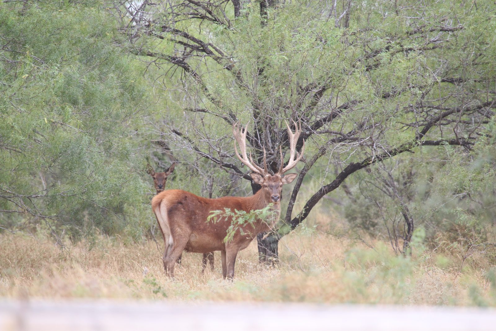 Texas exotic taken with Double Shot Outfitters