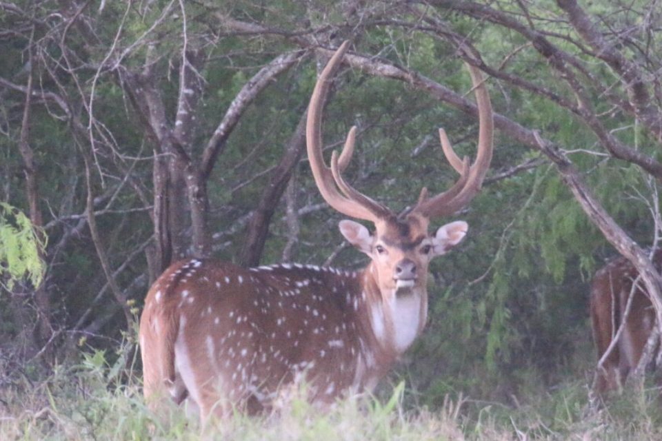 Texas exotic taken with Double Shot Outfitters
