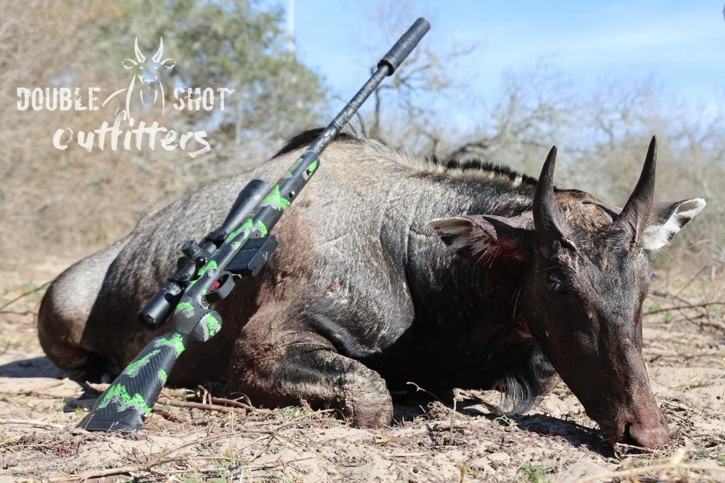 Trophy nilgai bull, South Texas