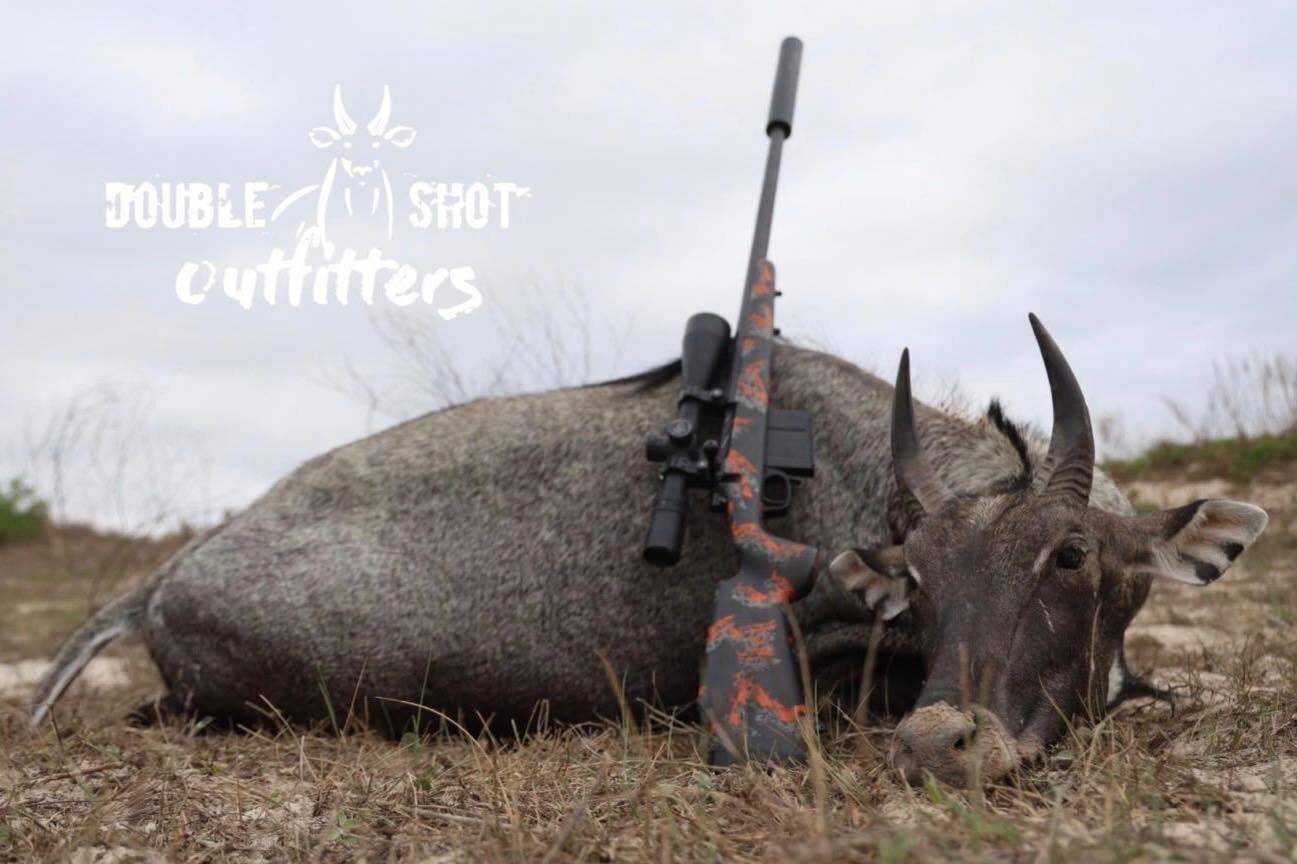 South Texas nilgai bull