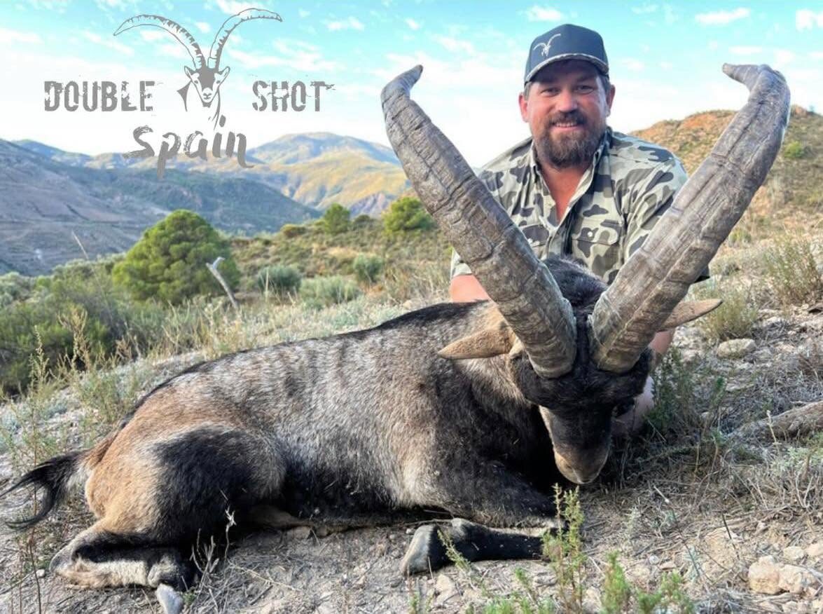 Spanish ibex hunt