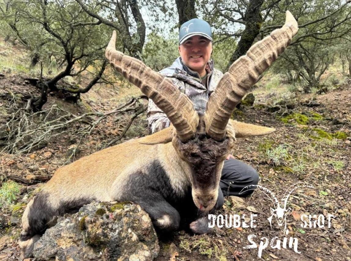 Spanish ibex trophy