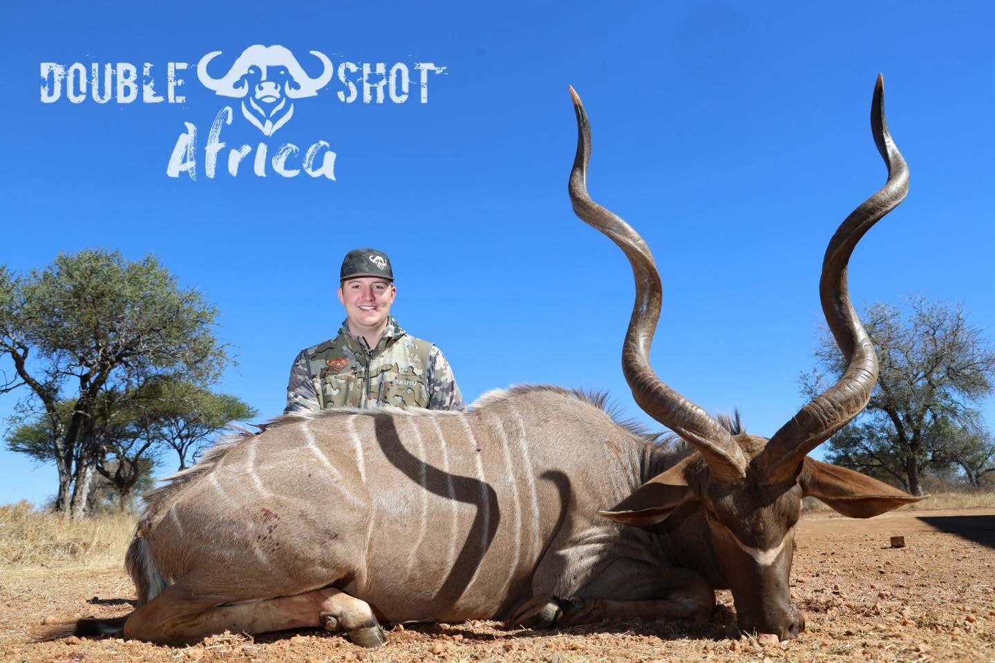 Trophy kudu bull, Africa