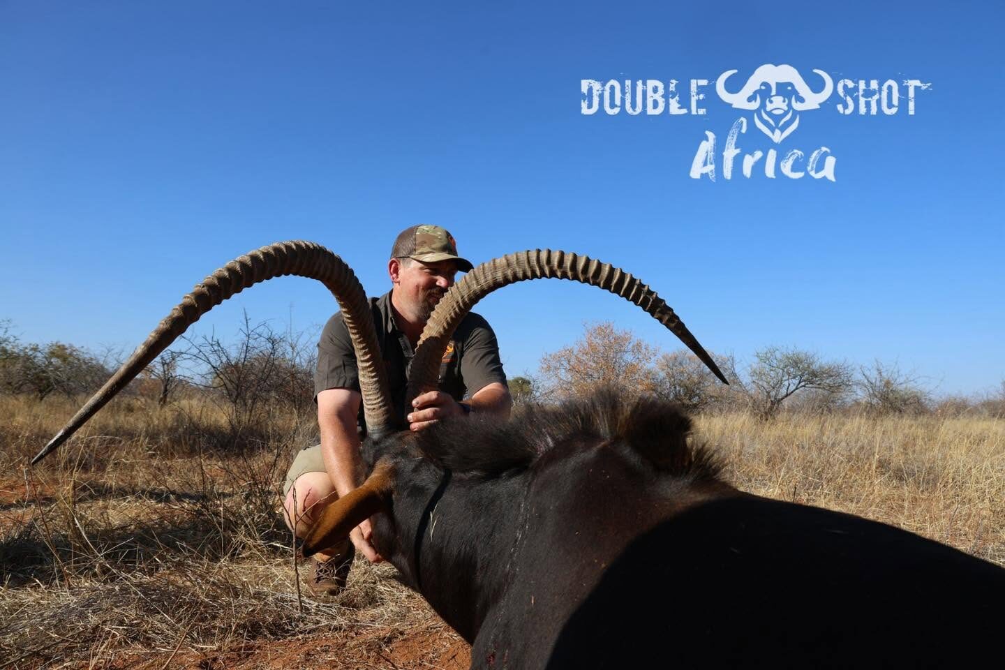 Sable antelope, Africa