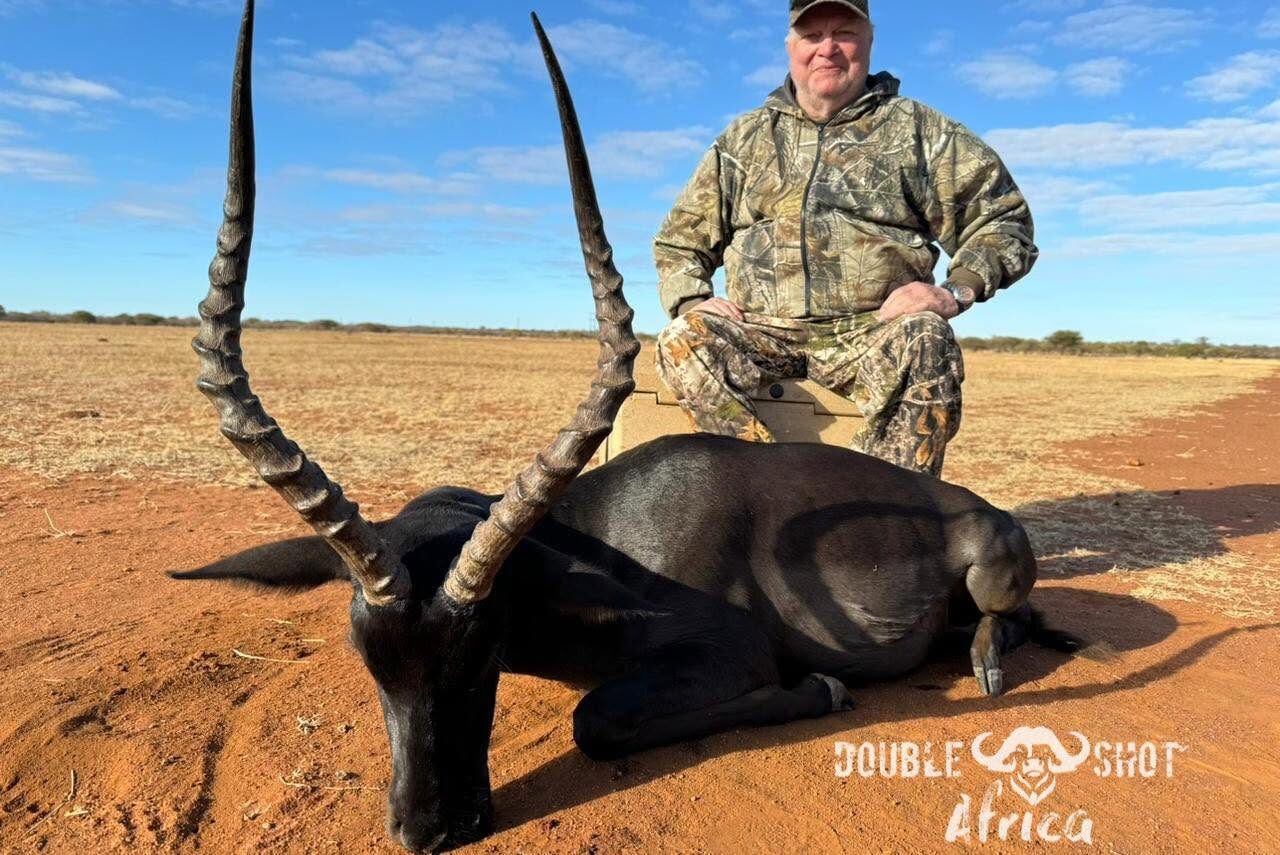 Blackbuck antelope hunt