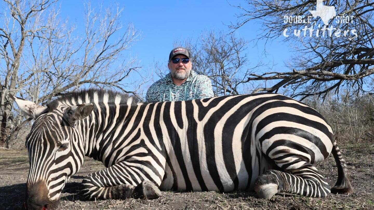 Zebra, Africa