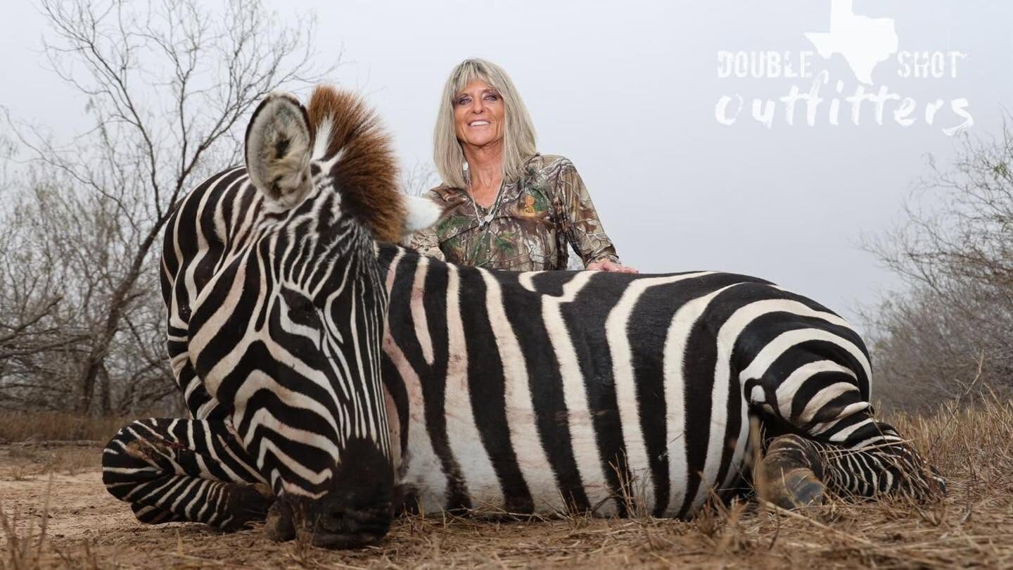Zebra hunt, Africa