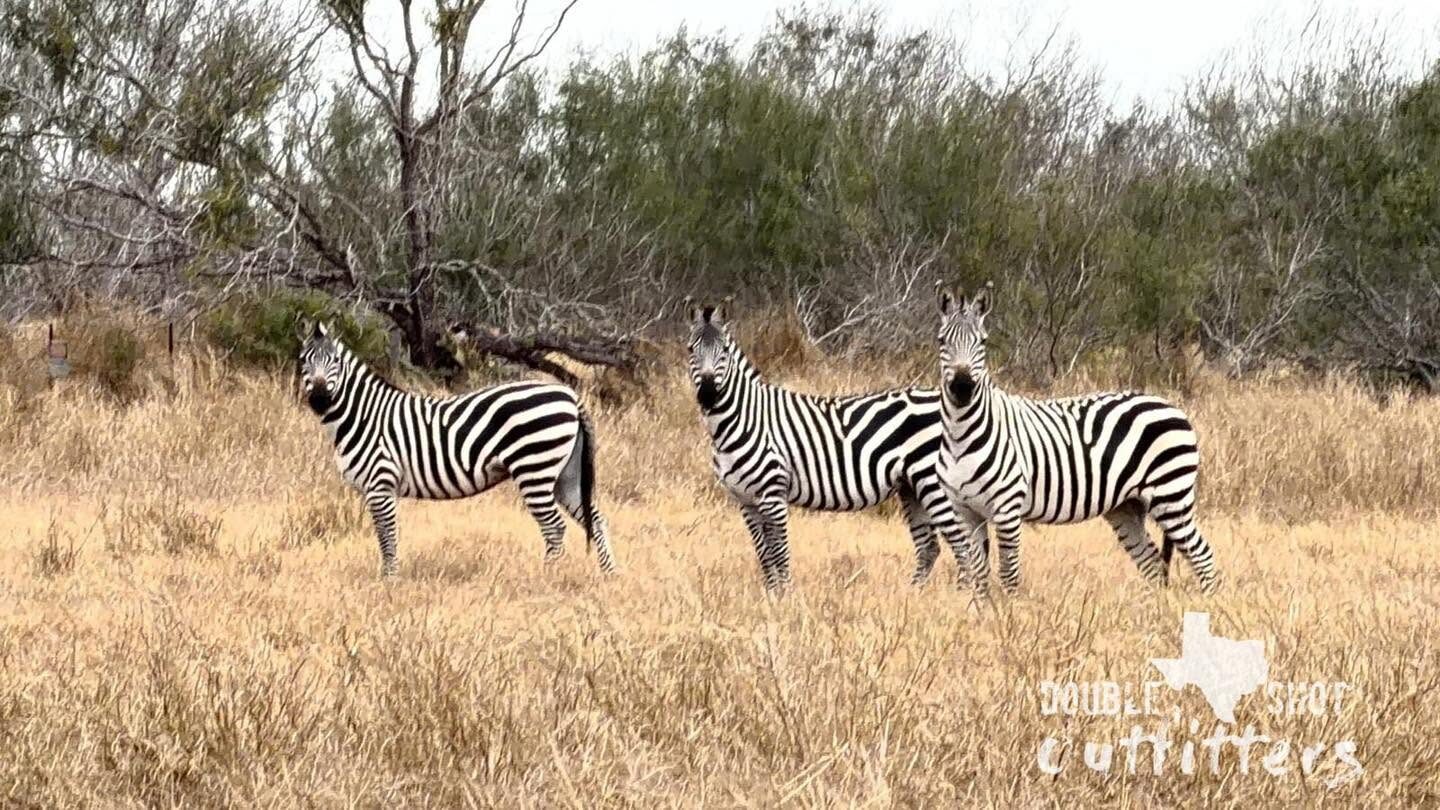 Zebras on the African plains