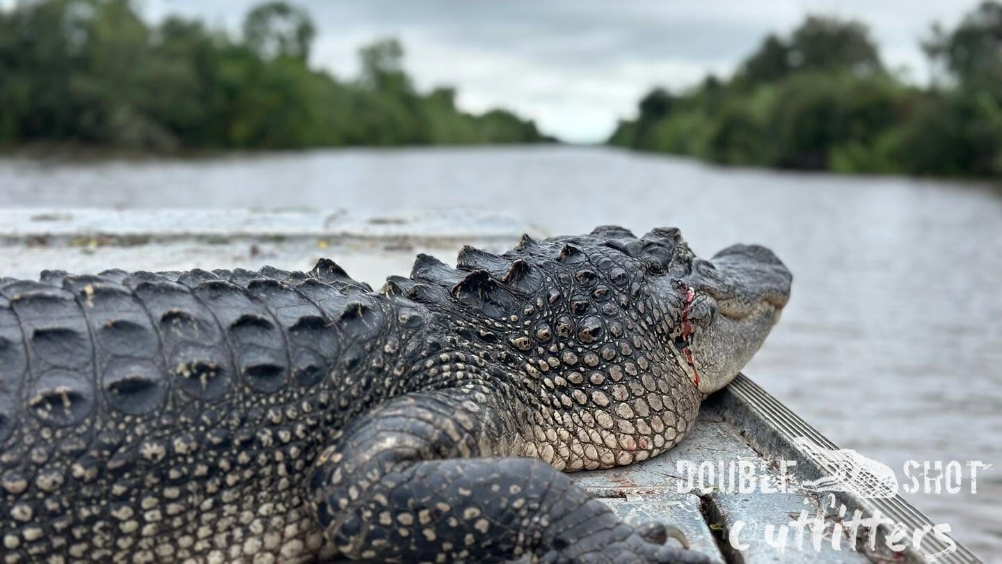 Alligator on the boat