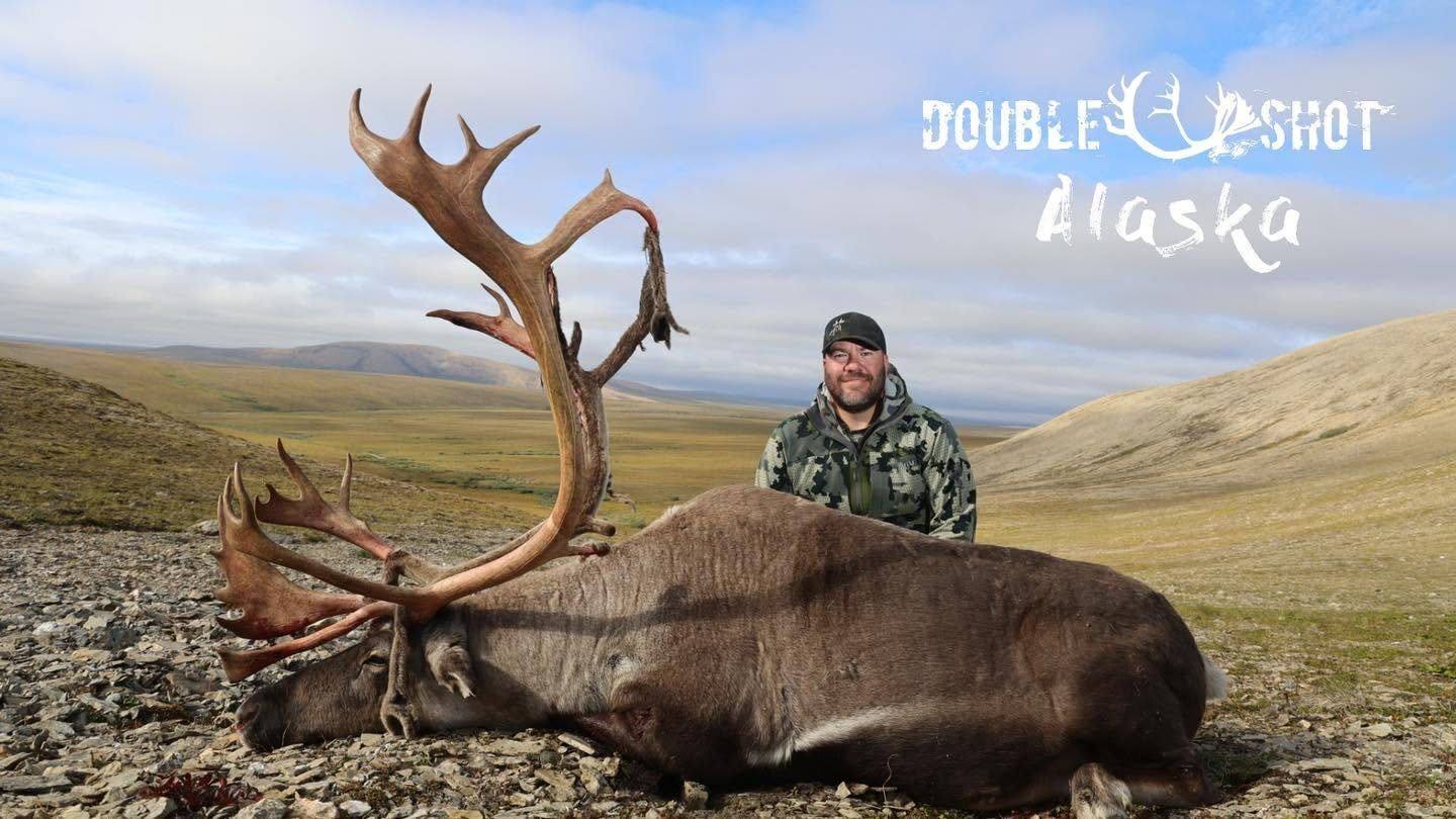 Greenland caribou