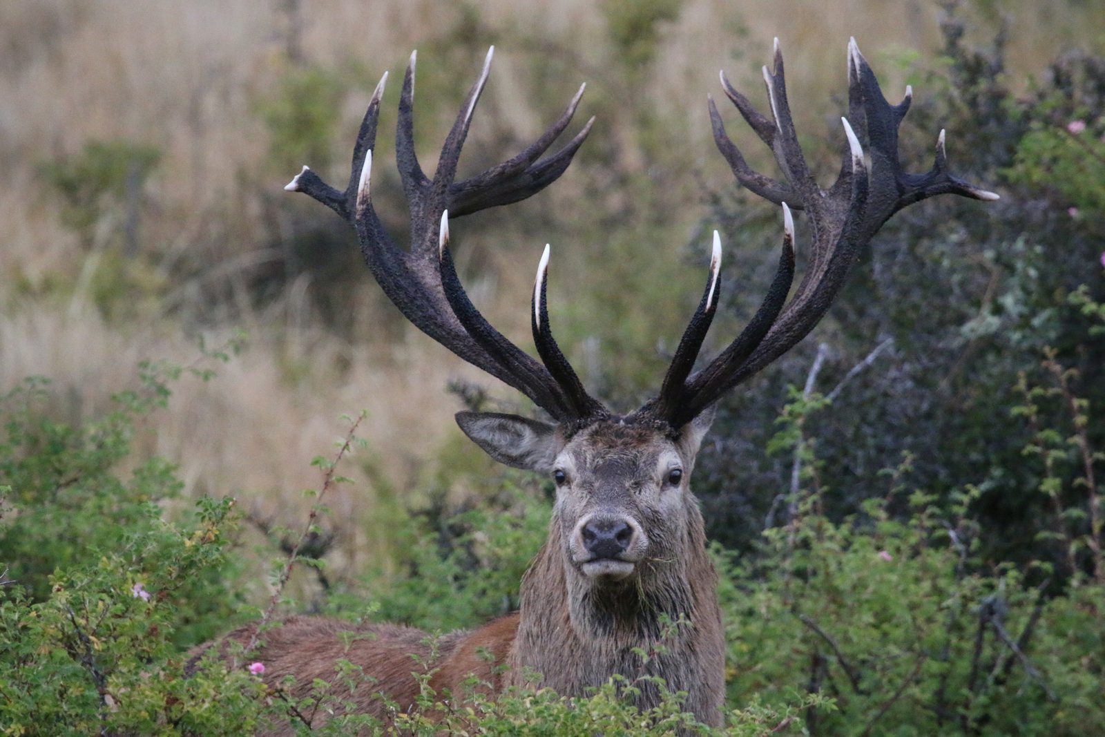 New Zealand hunt with Double Shot Outfitters