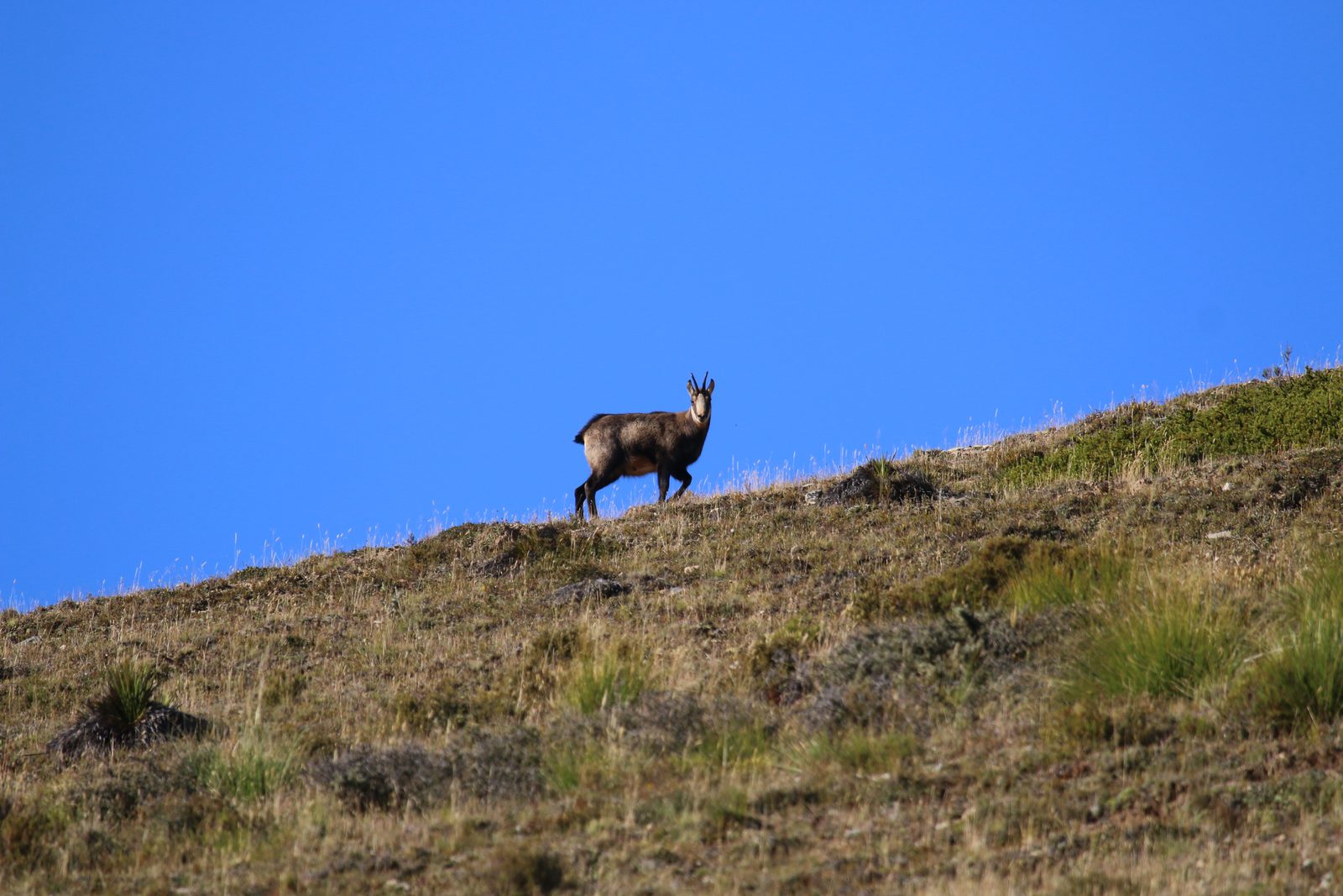 New Zealand hunt with Double Shot Outfitters