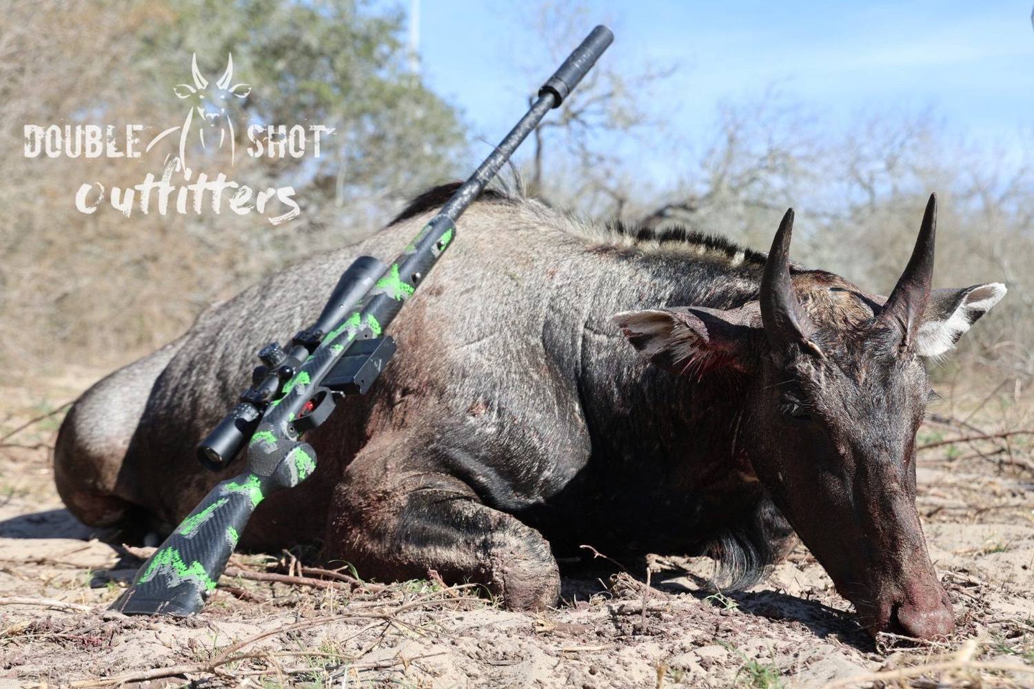 Trophy South Texas nilgai bull