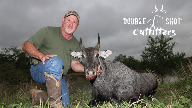 South Texas nilgai taken with Double Shot Outfitters
