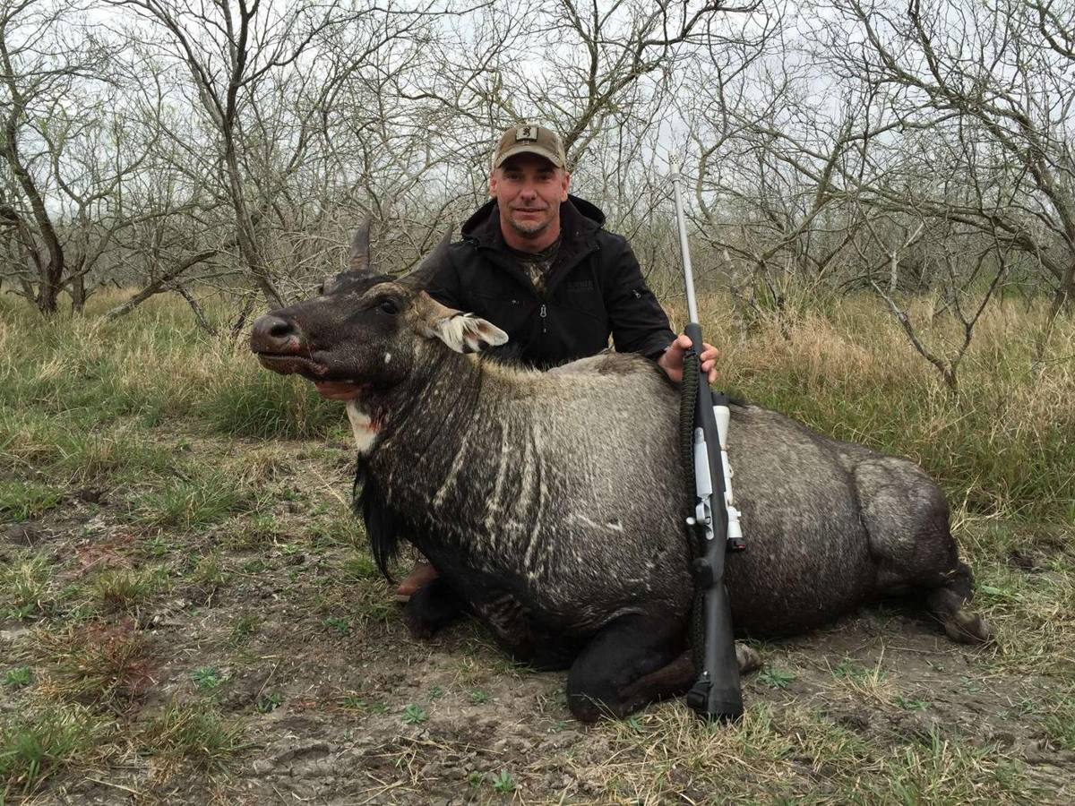 South Texas nilgai taken with Double Shot Outfitters