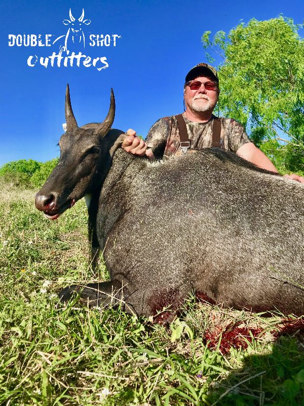 South Texas nilgai taken with Double Shot Outfitters