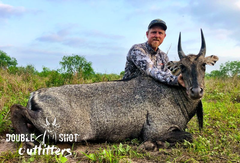 South Texas nilgai taken with Double Shot Outfitters