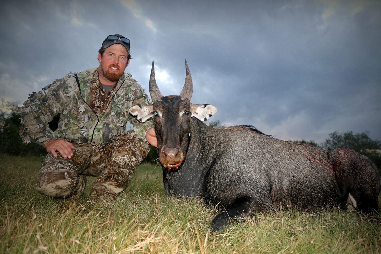 South Texas nilgai taken with Double Shot Outfitters