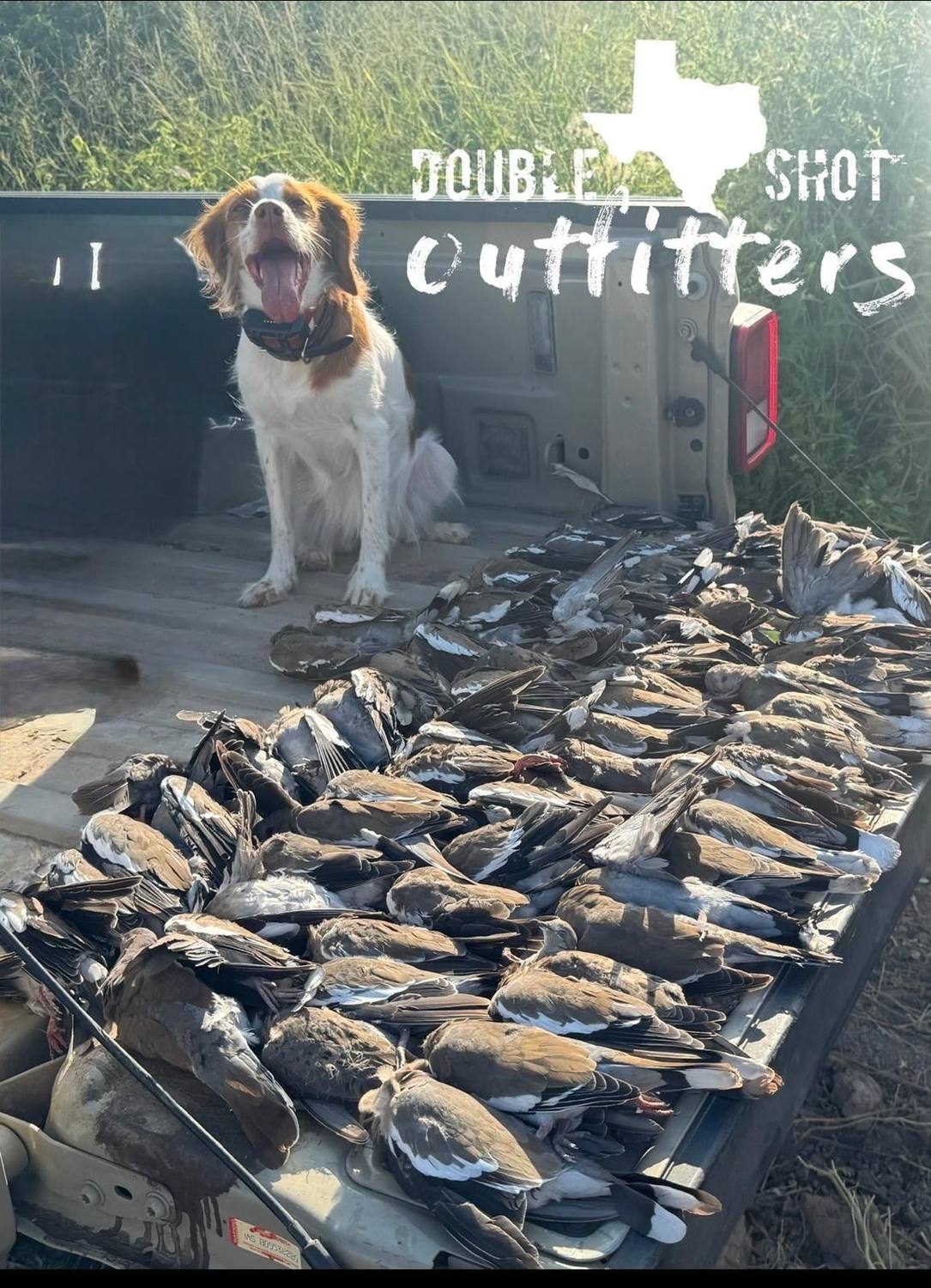 South Texas Birds