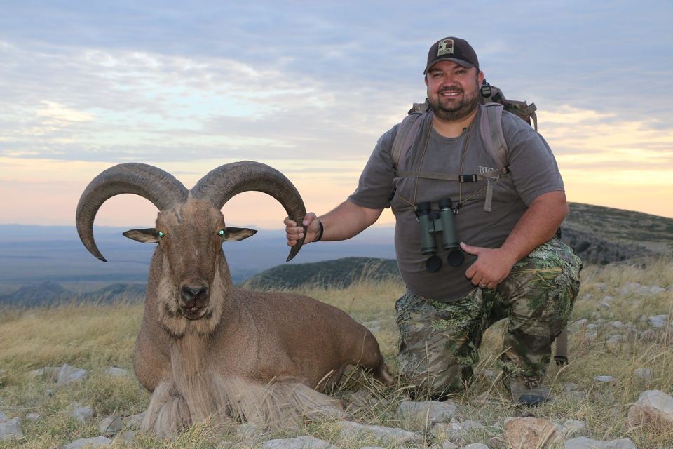Aoudad taken by a Double Shot client in Texas