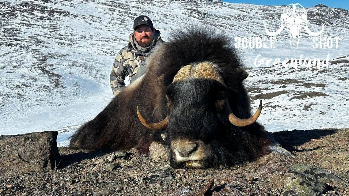 Musk Ox taken by a Double Shot client in Greenland