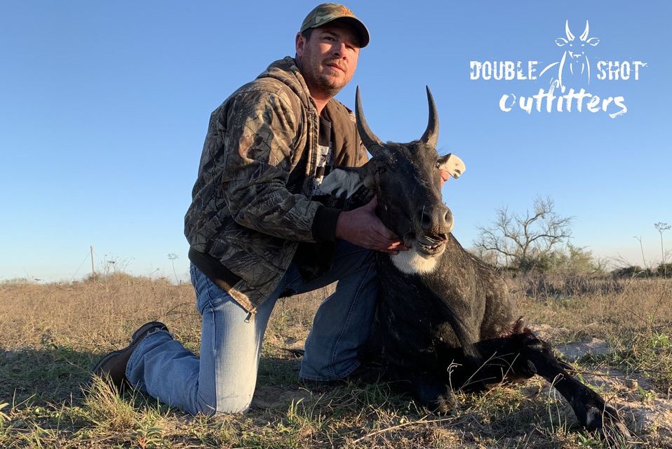 Nilgai taken by a Double Shot client in South Texas