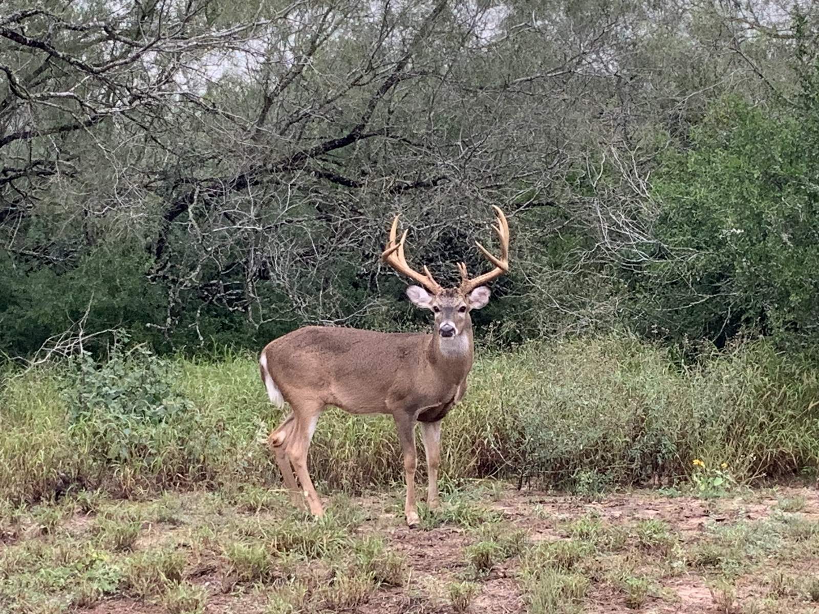 South Texas whitetail taken with Double Shot Outfitters