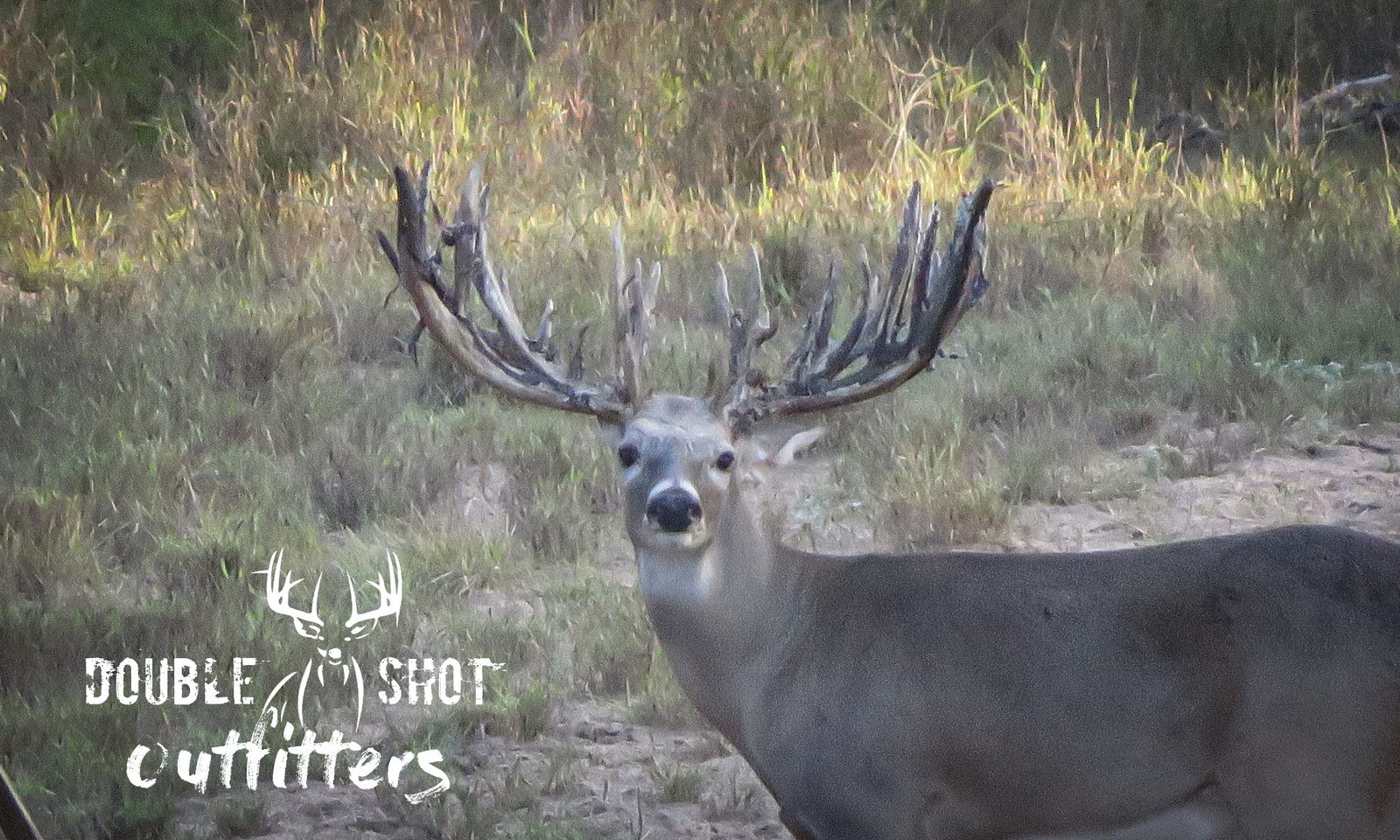 South Texas whitetail taken with Double Shot Outfitters